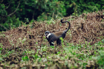 Wild L'Hoest's monkey (Allochrocebus lhoesti) standing in green foliage in its natural forest habitat, looking at the camera. © essprod