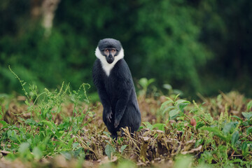 Wild L'Hoest's monkey (Allochrocebus lhoesti) standing in green foliage in its natural forest habitat, looking at the camera. © essprod