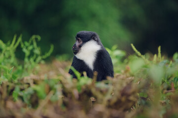 Wild L'Hoest's monkey (Allochrocebus lhoesti) standing in green foliage in its natural forest habitat, looking at the camera. © essprod