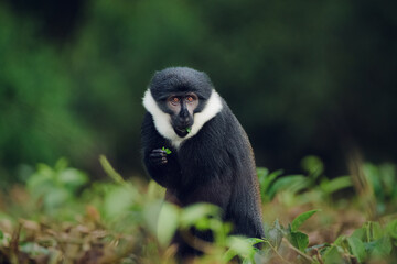 Wild L'Hoest's monkey (Allochrocebus lhoesti) standing in green foliage in its natural forest habitat, looking at the camera. © essprod
