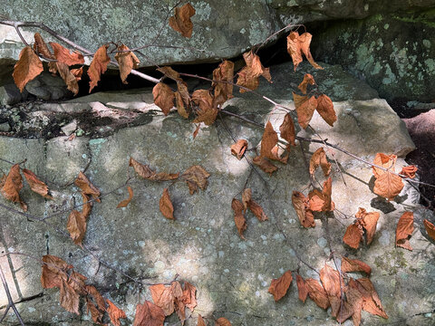 Feuilles s&egrave;ches sur un muret de pierres en for&ecirc;t, gros plan de la photo