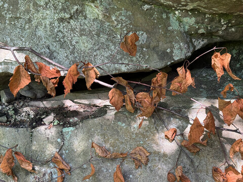 Feuilles s&egrave;ches sur un muret de pierres en for&ecirc;t, gros plan de la photo