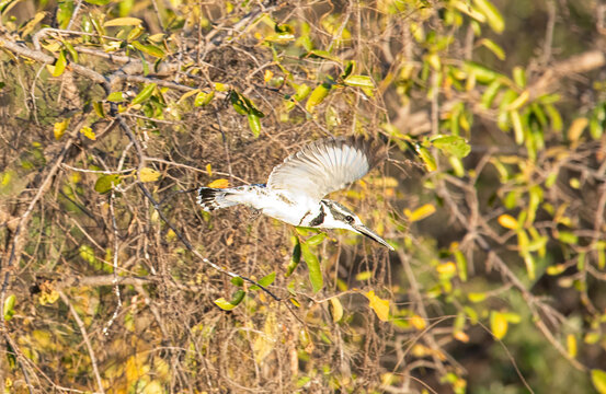 View of a pied kingfisher in flight with wings spread against a backdrop of dry branches and green foliage in the Okavango Delta, North-West District, Botswana.