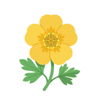 A vector illustration features a vibrant yellow buttercup flower with detailed center stamens and green leaves on a white background.