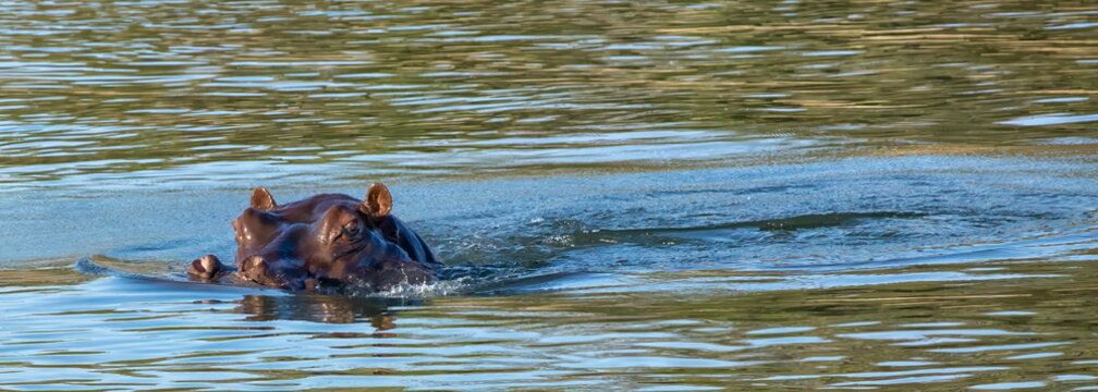 View of a hippopotamus swimming in the Okavango Delta, with ripples in the water and sunlight reflecting on the surface, North-West District, Botswana.