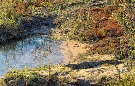 View of a Nile crocodile resting on the sandy bank of a small stream in the Okavango Delta, North-West District, Botswana.