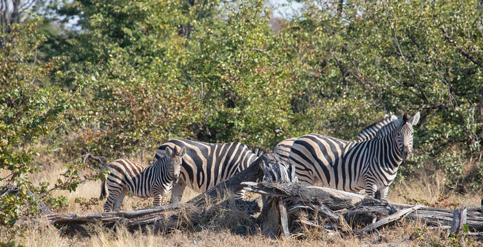 View of a zebra and its foal standing near a fallen log in the savanna of the Okavango Delta, North-West District, Botswana.
