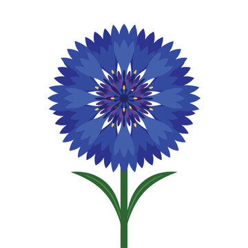 A detailed vector illustration of a vibrant blue cornflower with a green stem and two leaves on a white background.