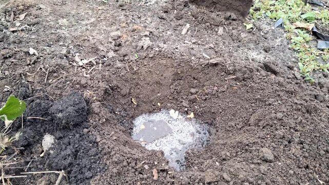 Eggshells as a fertilizer for strawberries when transplanted into the ground.