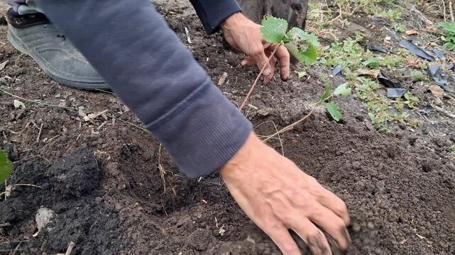The process of transplanting a strawberry bush into the ground.