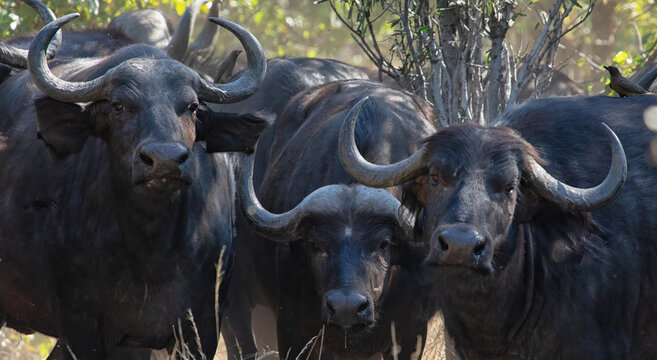 View of a herd of African buffaloes with birds perched on their backs in the Okavango Delta, North-West District, Botswana.