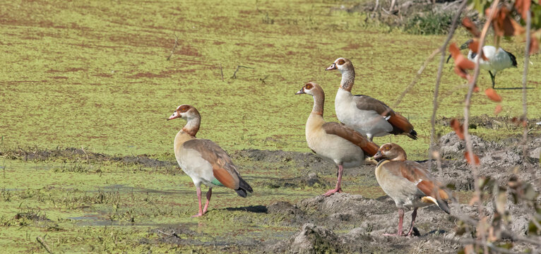 View of Egyptian geese standing in the marshy wetlands of the Okavango Delta, North-West District, Botswana.