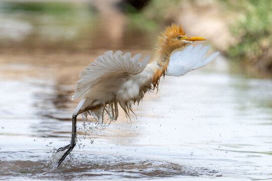 View of a cattle egret bathing in shallow water with wings spread and droplets splashing in Multan City, Punjab, Pakistan.