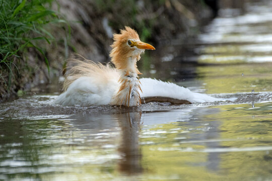 View of a cattle egret bathing in a shallow stream with ruffled feathers and water droplets in Multan City, Punjab, Pakistan.