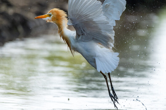 View of a cattle egret taking flight from the water with wings spread and water droplets splashing in Multan City, Punjab, Pakistan.