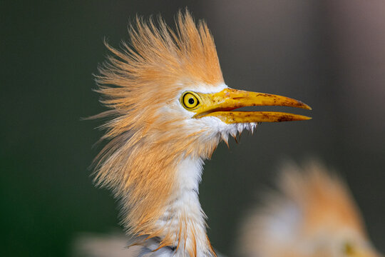 View of a cattle egret in breeding plumage with vibrant orange feathers and a sharp yellow beak, captured in a detailed close-up portrait in Multan City, Punjab, Pakistan.
