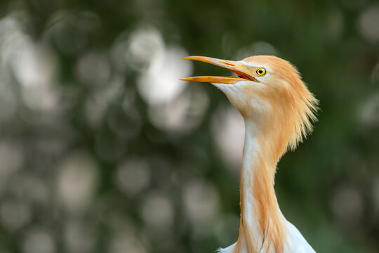 View of a cattle egret with vibrant orange breeding plumage and open beak against a soft bokeh background in Multan City, Punjab, Pakistan.