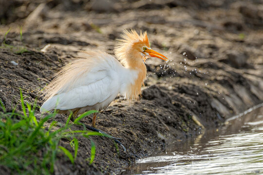 View of a cattle egret shaking water from its feathers while standing on a muddy bank near the water in Multan City, Punjab, Pakistan.
