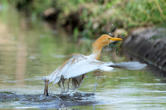 View of a cattle egret bathing in a shallow stream with wings spread and water droplets splashing in Multan City, Punjab, Pakistan.
