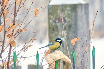 Great tit (Parus major) at an outdoor feeder among the snow-covered branches of bushes. © Michel F
