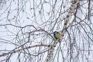 A great tit (Parus major) rests on a tree branch against a white winter sky. © Michel F