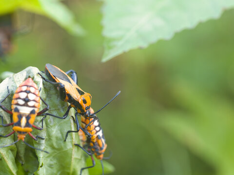 Assassin bugs