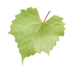 Naklejka premium One green grape leaf isolated on white