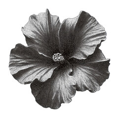 Fototapeta premium PNG Black and white hibiscus flower illustration with detailed petals