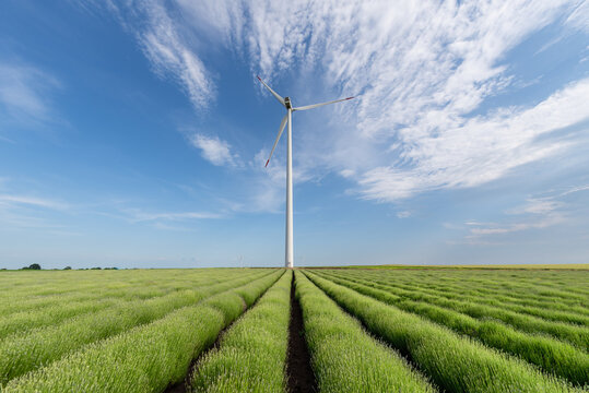 View of a wind turbine standing in a field of lavender with rows of plants under a blue sky in Gorun, Dobrich Province, Bulgaria.