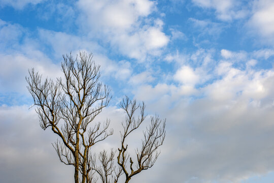 View of a bare tree with intricate branches reaching towards a bright blue sky with scattered white clouds in Thanchi, Bandarban, Chittagong Division, Bangladesh.