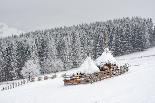 View of snow-covered haystacks enclosed by a rustic wooden fence in a winter landscape with a dense pine forest in the background in Moldovita, Suceava County, Romania.