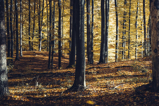 View of the Nature reserve of Las Ostrzycki with golden autumn foliage covering the forest floor and tall tree trunks under soft sunlight in Nowe Czaple, Wojewodztwo pomorskie, Poland.