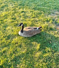 canada goose on a green grass © Sunshine