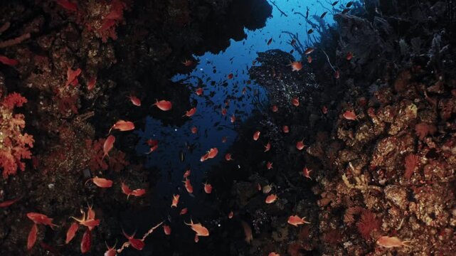 Cinematic underwater view of dynamic cave topography and schooling fish in Tago, Izu