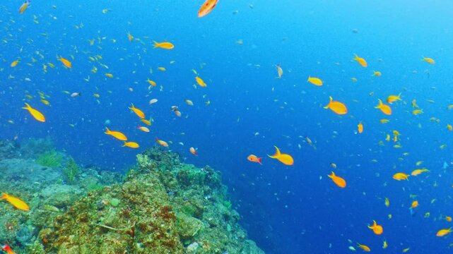 School of anthias swimming in deep blue water with dynamic underwater view in Tago, Izu