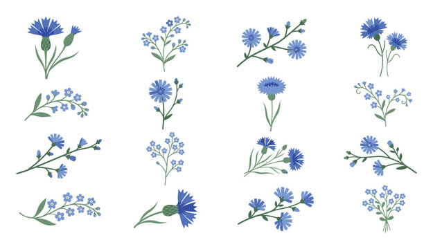 Blue cornflower and forget me not wild flowers bundle vector art.