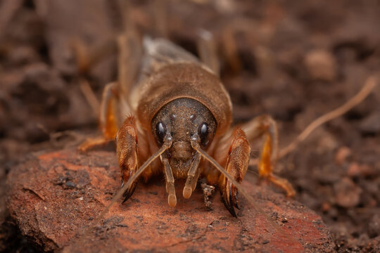 Mole Cricket