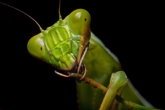 Argentine White-crested Mantis face (Stagmatoptera hyaloptera)