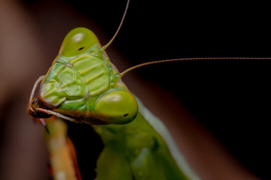 Argentine White-crested Mantis face (Stagmatoptera hyaloptera)