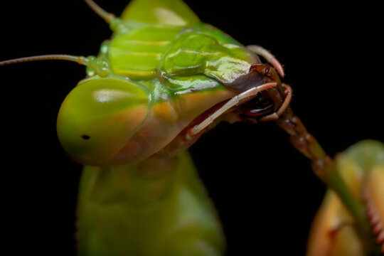 Argentine White-crested Mantis face (Stagmatoptera hyaloptera)