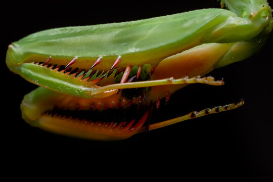 Argentine White-crested Mantis legs (Stagmatoptera hyaloptera)