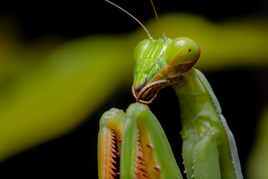 Argentine White-crested Mantis face (Stagmatoptera hyaloptera)