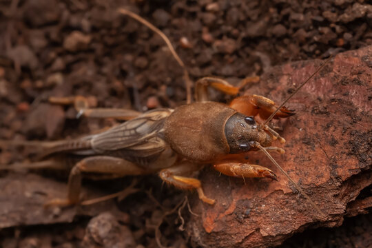 Mole Cricket