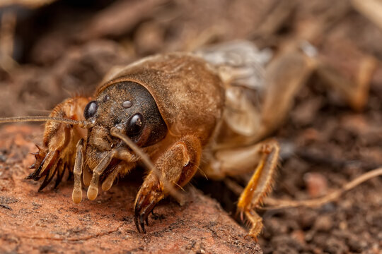 Mole Cricket
