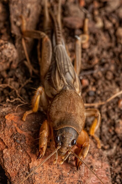 Mole Cricket