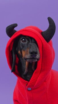 A black and tan dachshund dog wearing a soft red hooded jacket with little horns turns and tilts its head in a studio, a playful idea for pet clothing retail and fancy dress shopping.