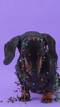 A black and tan dachshund dog stands patiently while wrapped in a multicolored string of fairy bulbs that trails across the floor, a playful take on holiday decorating mishaps at home.