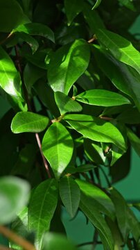 Lush glossy green leaves on slender branches sway slightly in bright sunlight beside a teal wall indoors, a fresh natural look for eco, wellness and home decor themes.