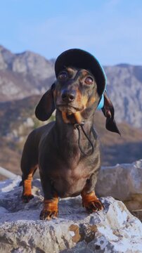 A black and tan dachshund dog wearing a blue cap with a chin strap stands on a rocky ledge, glances upward and turns toward the camera against a mountain backdrop, a funny adventure for hikers.