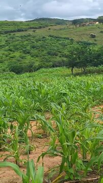 Young corn plantation in reddish soil, with *Cerrado* or *Caatinga* vegetation in the background.
